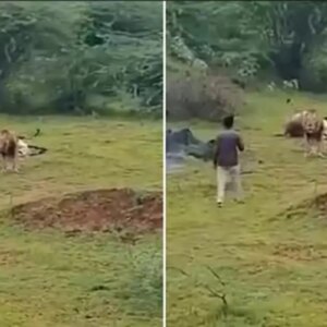 aslanla yakin cekim ugruna az daha canindan oluyordu Bxf4nr85