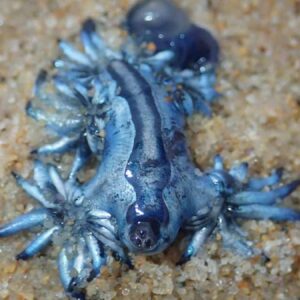 canavar 300 yil sonra geri geldi o kadar zehirli ki 3 cmlik boyutuna bakmaksizin koca plaji kapattirdi GP5bss99