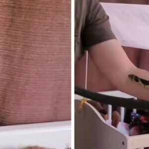 yilanin saklandigi yer herkesi sasirtti goruntuler milyonlarca kez izlendi OgTcGW86