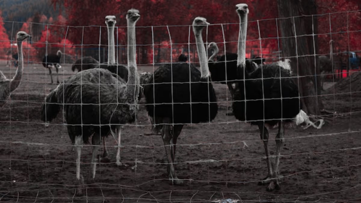 400 devekusunun itlafina iliskin davada son donemec i5p7wmIT