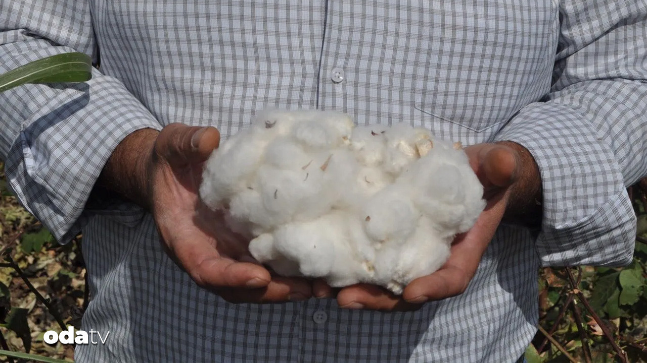 amik ciftcisi dertli pamuk fiyatlari can yakti hAzIGJZm