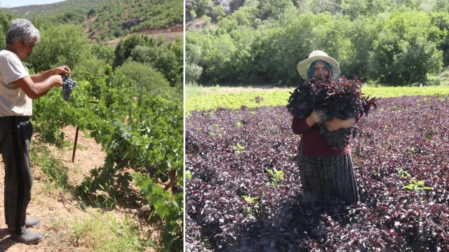 arapgirin kozluk cayi vadisinde hasat basladi iki cografi isaretli urun ciftcinin yuzunu guldurdu p3nTXhOE