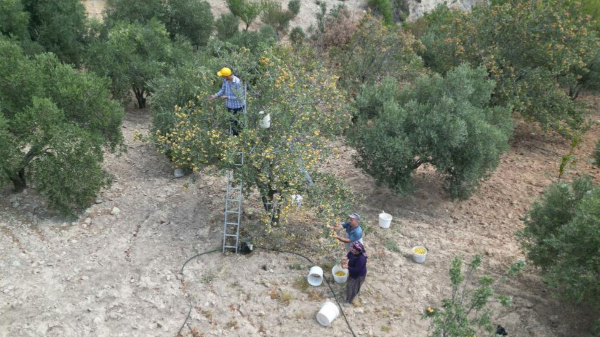 sifa deposu alicta hasat basladi kilogram fiyati da belli oldu YmOaTbza