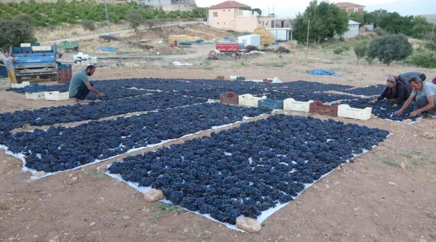 ureticinin yuzu gulmeye basladi kilosu 500 tlden satiliyor 8tWyMBPu