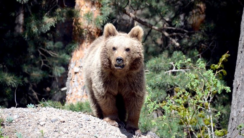 vahsi ayi hayvanat bahcesine giripkafesteki ayilari izledi bgyTZp2d.jpg